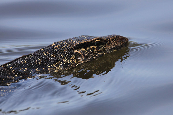 Watermonitor